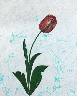 DOĞAL LALE (TULIPPA)