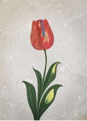 DOĞAL LALE (TULIPPA)