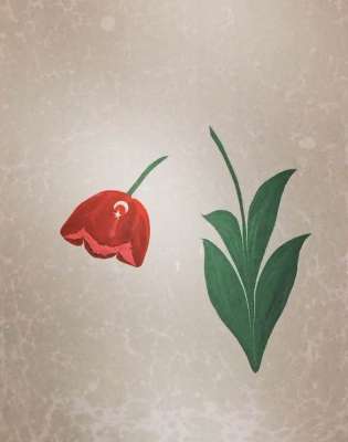 DOĞAL LALE (TULIPPA)