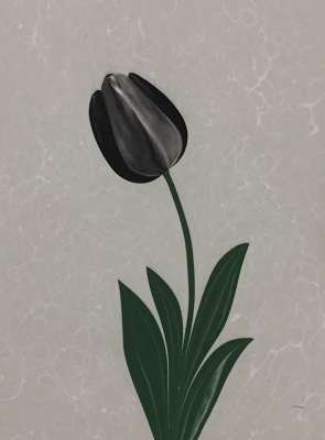 DOĞAL LALE (TULIPPA)