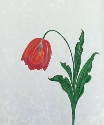 DOĞAL LALE (TULIPPA)