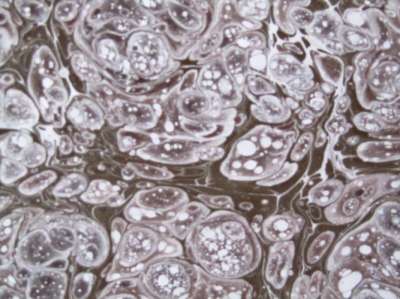 Neftli Battal Ebru (Edhem Efendi Battalı)