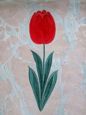 DOĞAL LALE (TULIPPA)